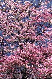 2D平台肉鸽类动作游戏《艾尔茜》现已推出试玩Demo 9月10日正式发售